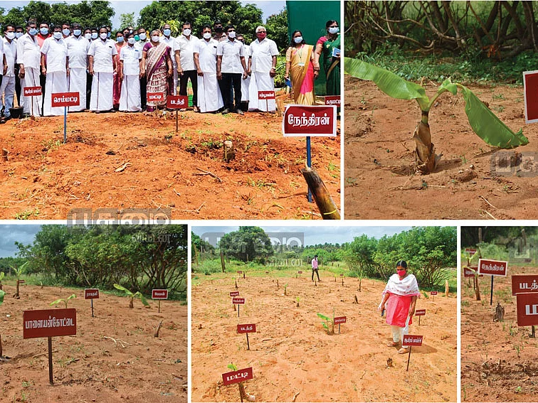 மா, பலா, வாழை... பாரம்பர்ய ரகங்களைப் பரவலாக்கி வரும் அமைச்சர்!