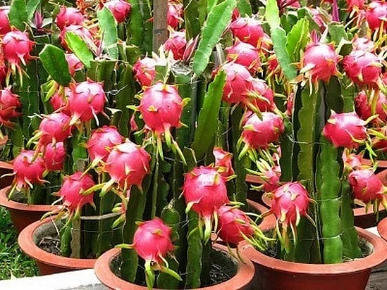 மாடியில் Dragon Fruit வளர்ப்பது எப்படி? | how to grow Dragon Fruit in terrace?