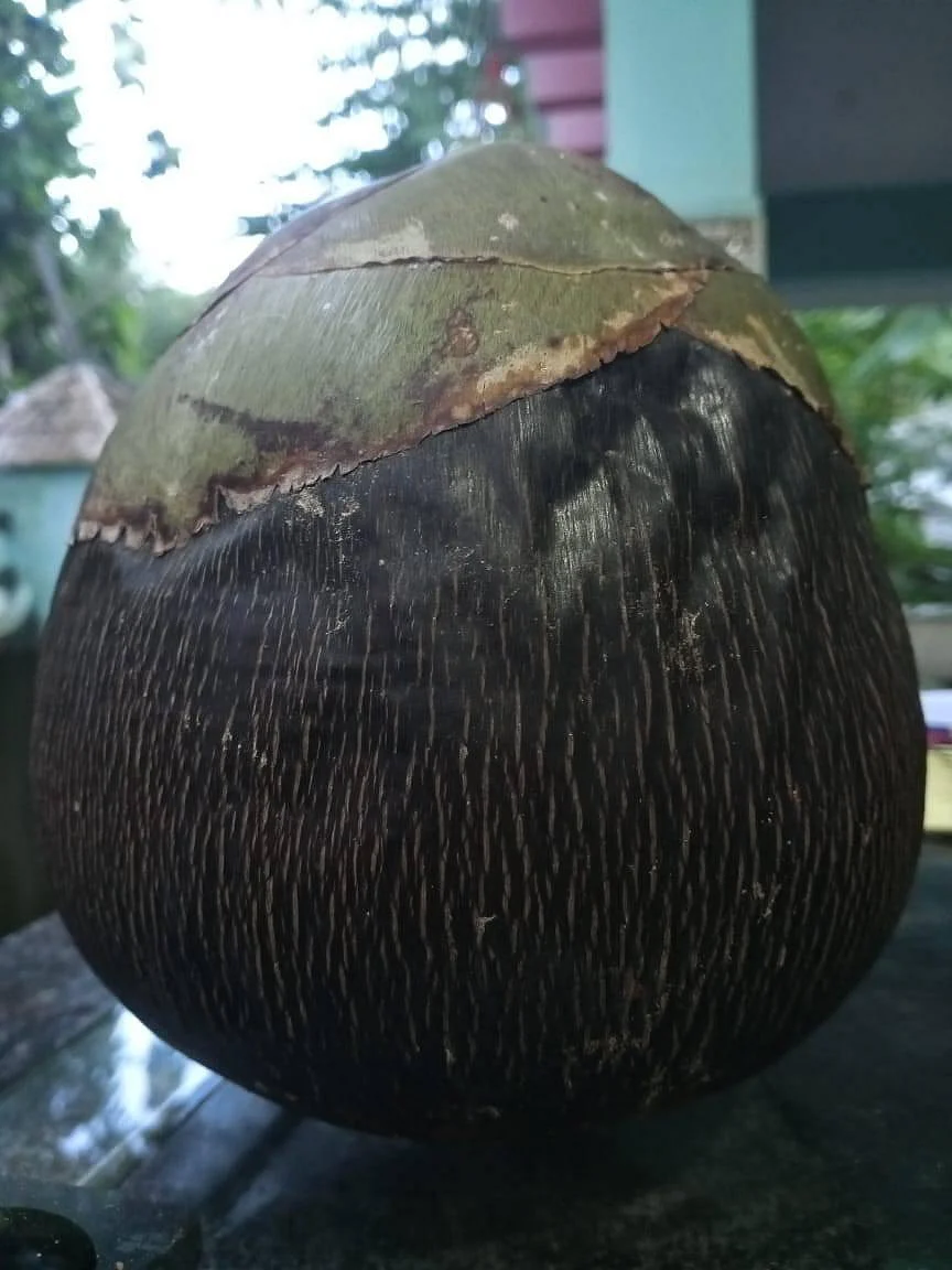 Palm Fruit