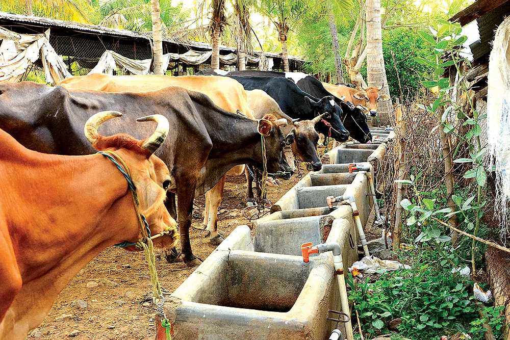 கோழி, ஆடு, மாடு, முயல்... வளமான வருமானம் தரும் கால்நடை வளர்ப்பு! - ஒரு முழுமையான வழிகாட்டி