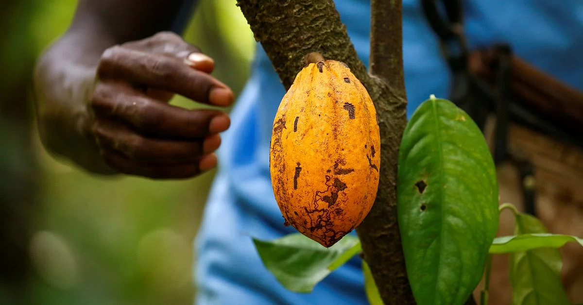 cocoa