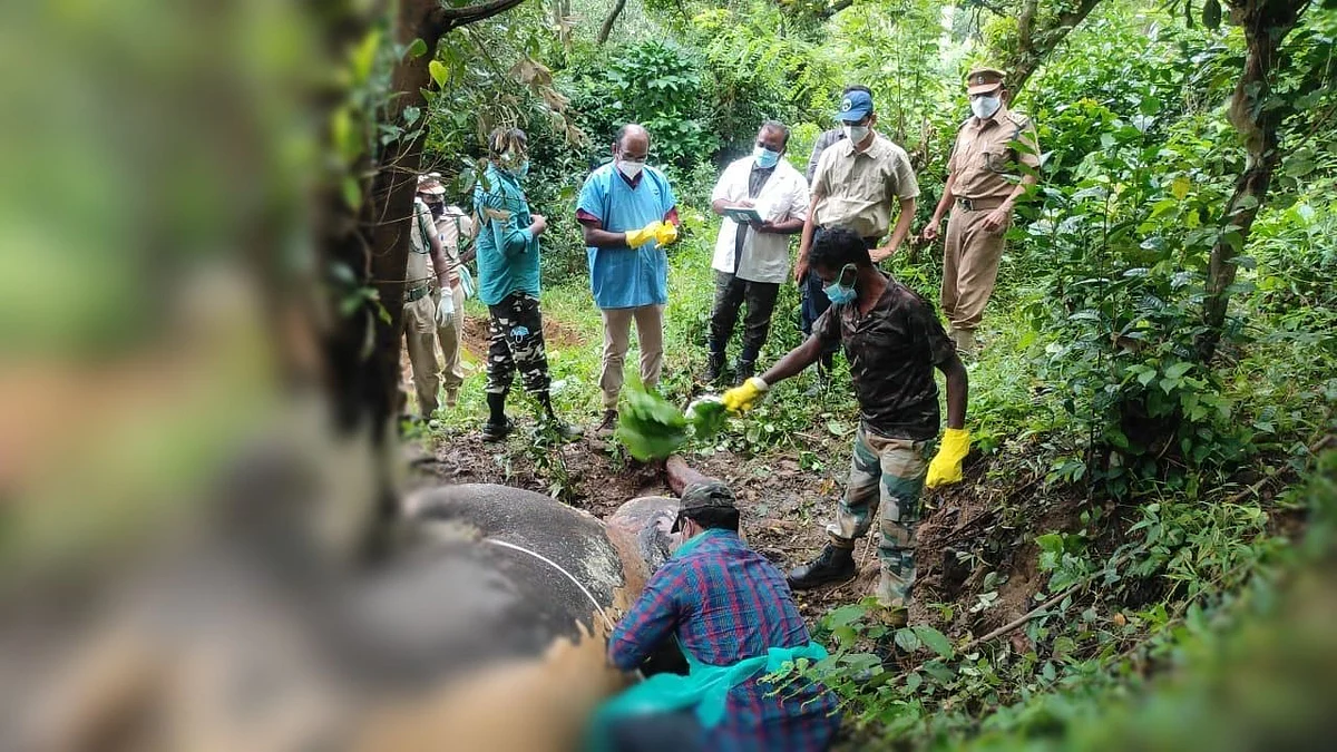 யானையின் உடல் பிரேதபரிசோதனை