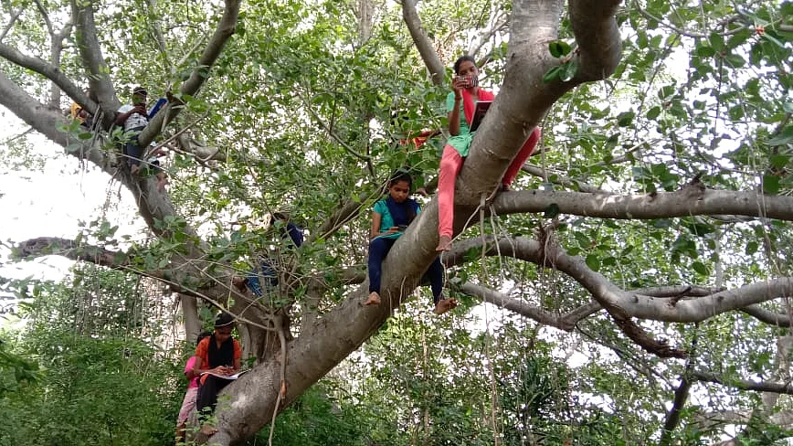 மரங்களில் அமர்ந்துள்ள மாணவர்கள்