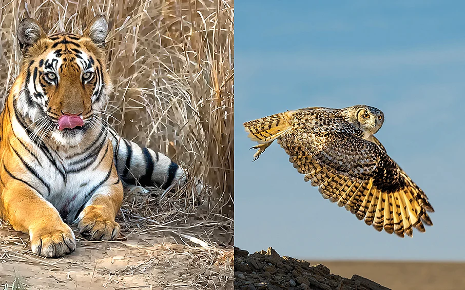 wild life photography