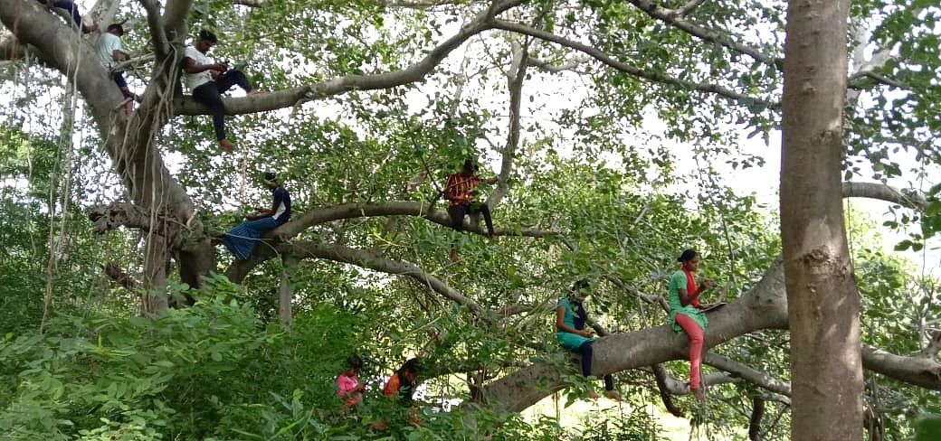 மரங்களில் அமர்ந்துள்ள மாணவர்கள்