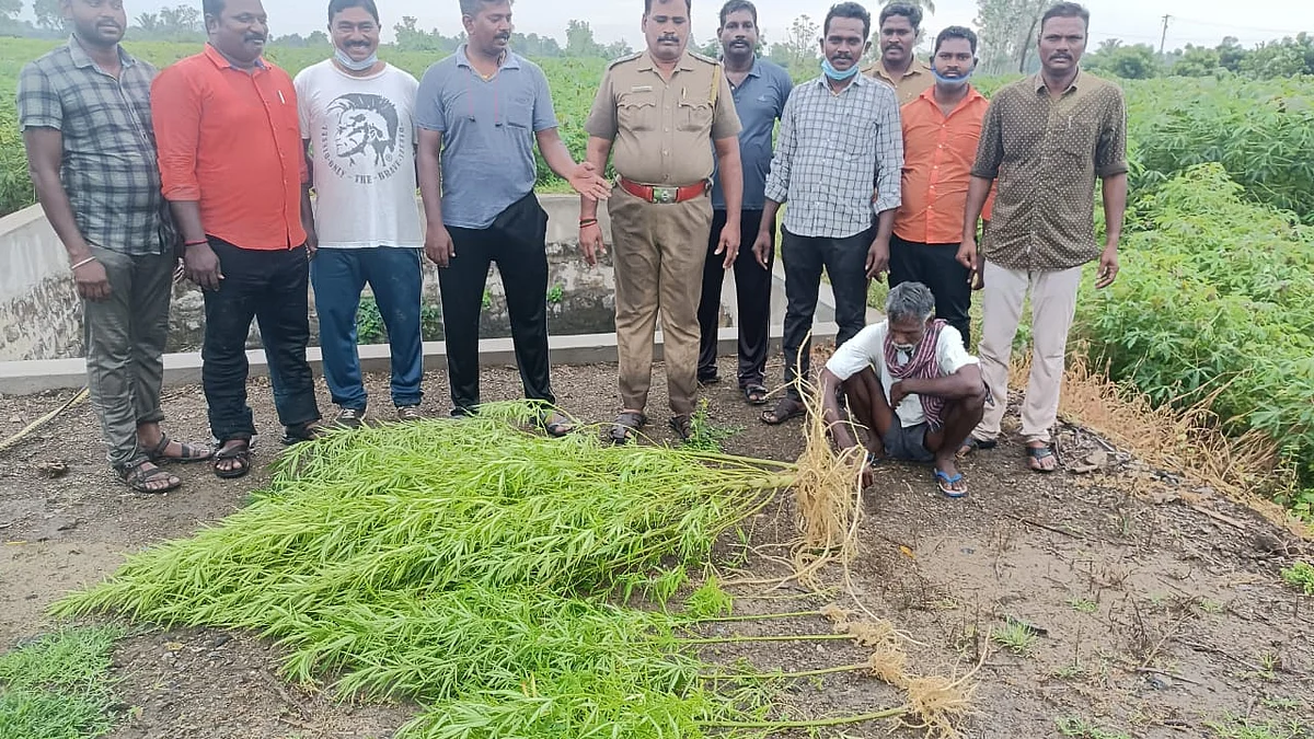 கஞ்சா செடி வளர்த்தவரை கைதுசெய்த காவல்துறை.