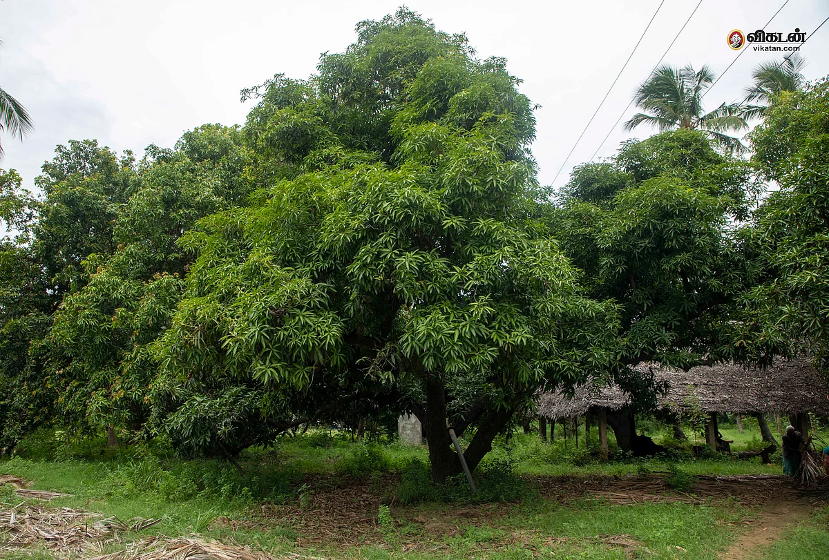 மாமரம்