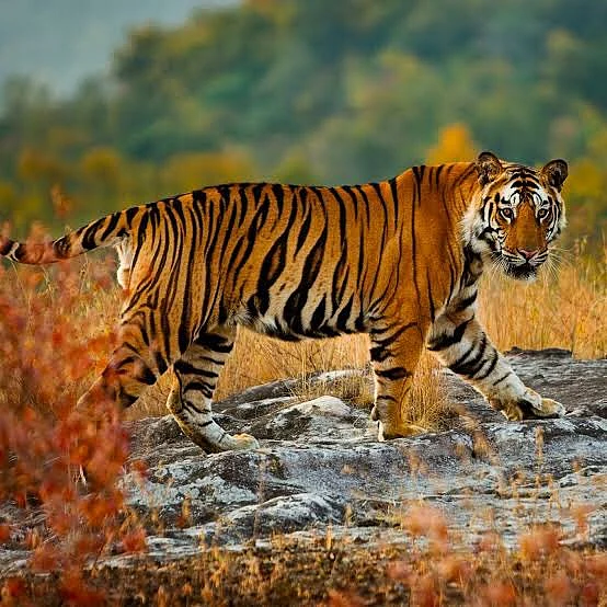 புத்தம் புது காலை : மலையில் ஒரு புலி இறந்தால், தஞ்சையில் பத்தாயிரம் ஏக்கர் நிலம் ஏன் தரிசாகிறது?