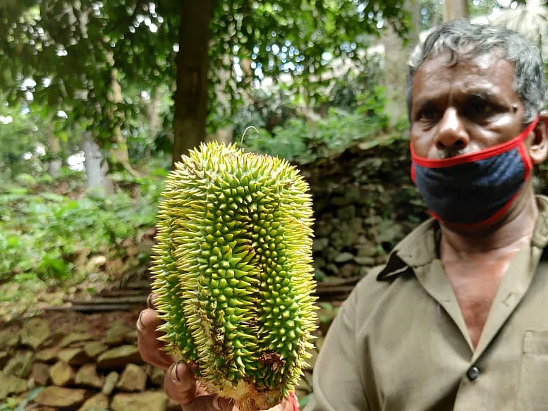 ஒரு கிலோ துரியன் பழம் ரூ.520; கொள்ளை விலையைத் தடுக்க தோட்டக்கலைத்துறையின் புது முயற்சி!