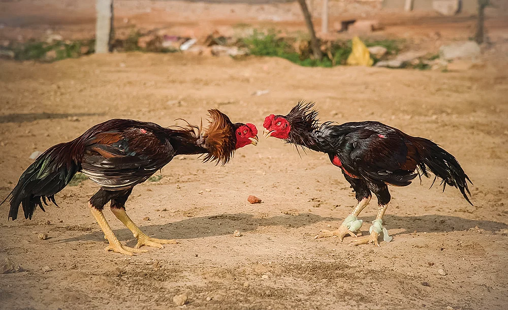 தமிழ் நெடுஞ்சாலை - 14 - ஹரப்பா முதல் ஆடுகளம் வரை