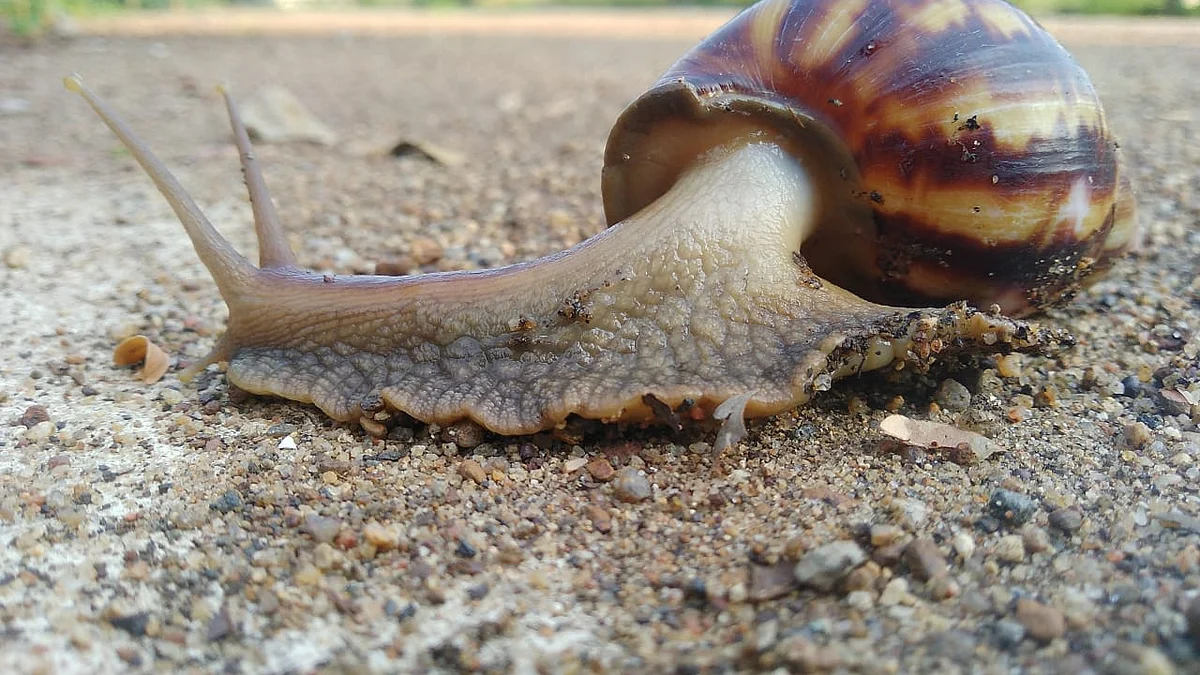 கிழக்கு ஆப்பிரிக்க நத்தை/ African Giant Snail