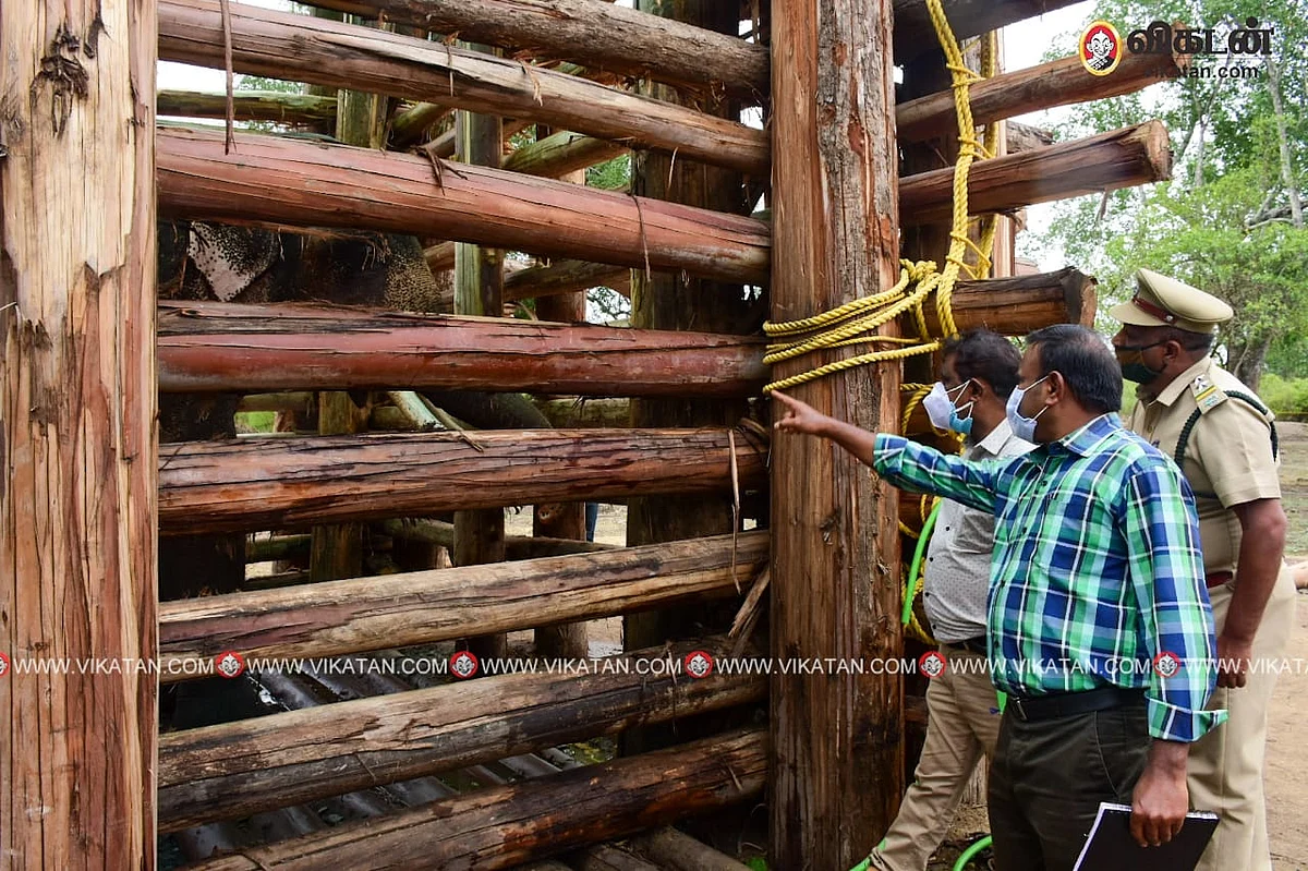 ரிவால்டோ யானை