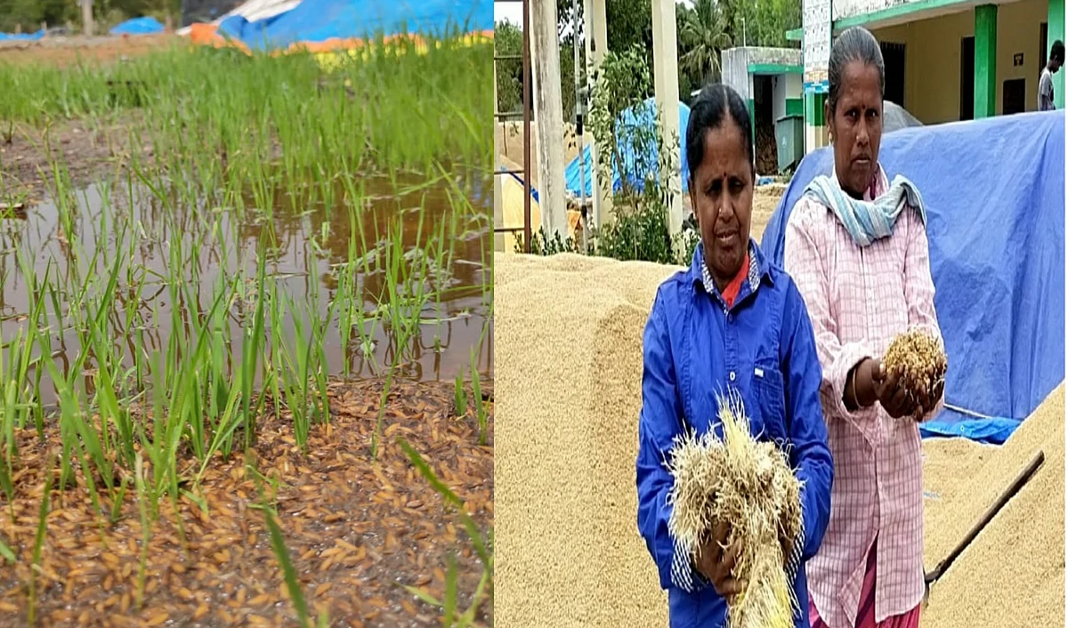 முளைத்த நெல்மணிகள்