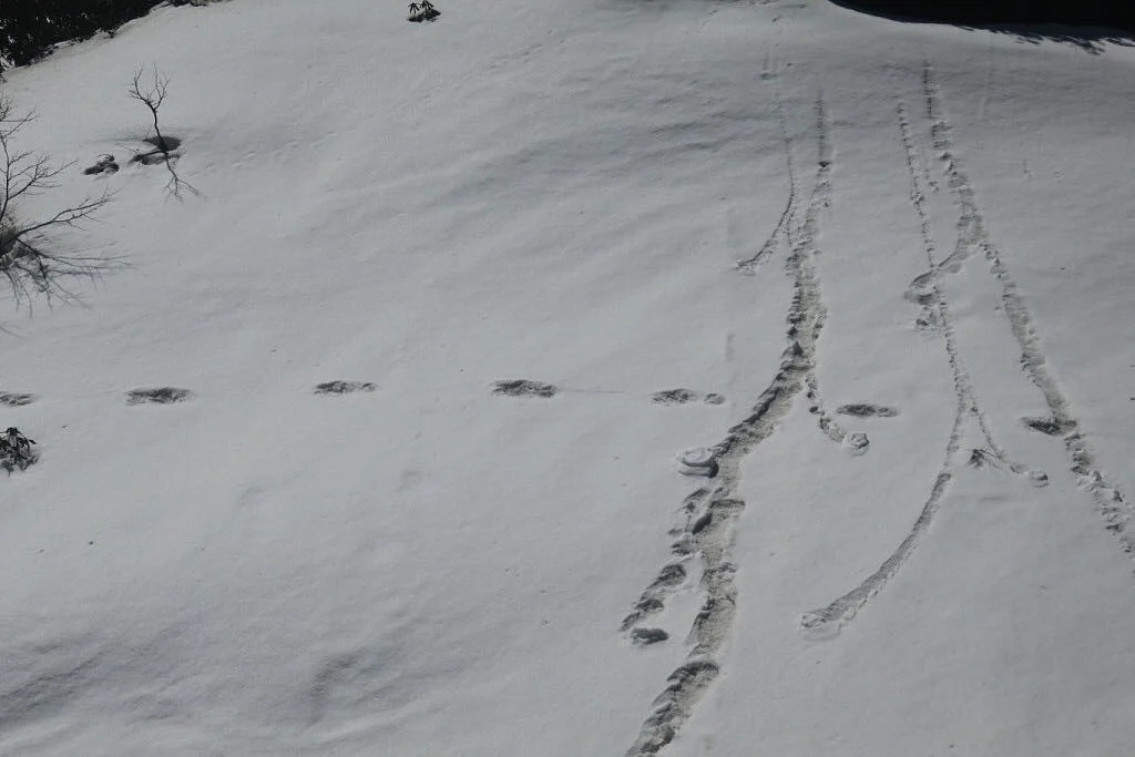 Footprints posted by Indian Army saying 'Yeti'