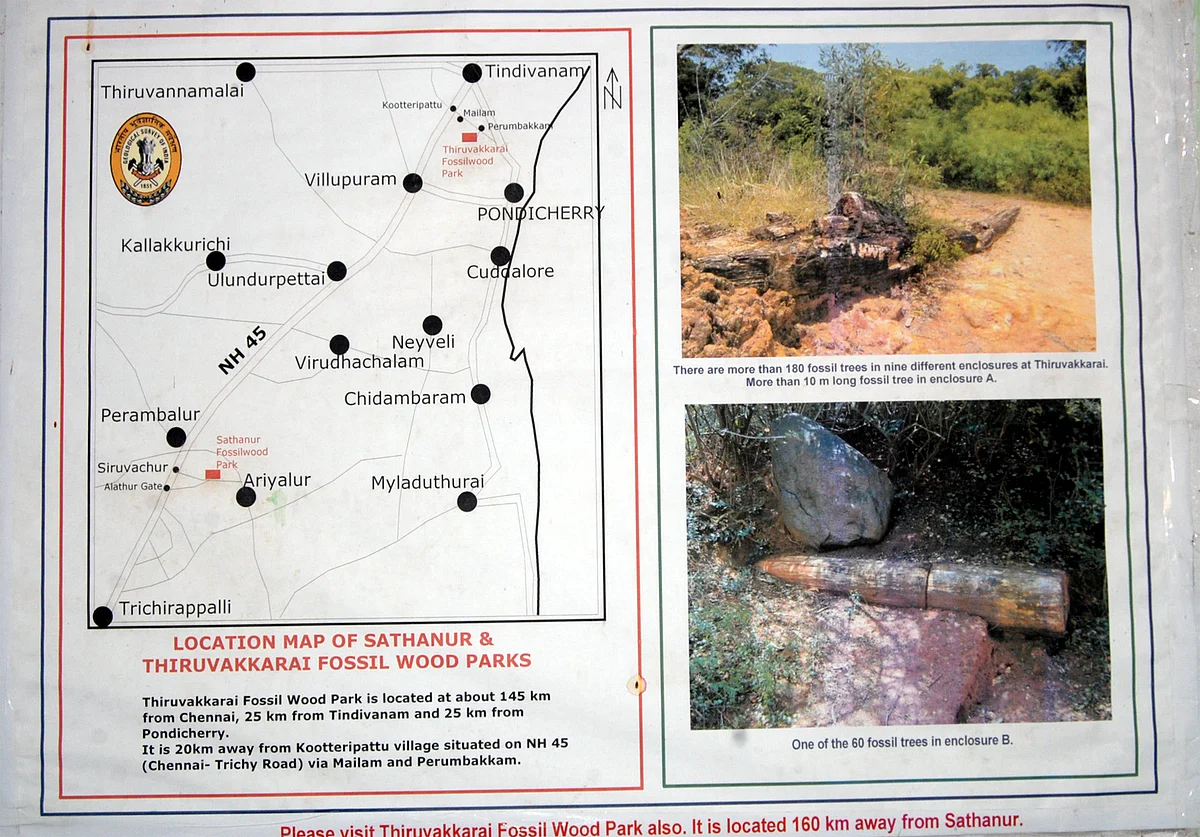 கல்மரம்