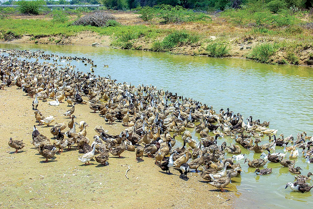 கோழி, ஆடு, மாடு, முயல்... வளமான வருமானம் தரும் கால்நடை வளர்ப்பு! - ஒரு முழுமையான வழிகாட்டி