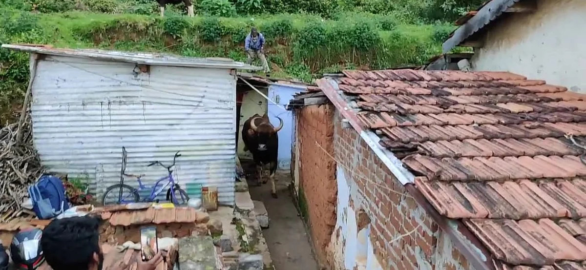 வீட்டிற்குள் விழுந்த காட்டுமாடு