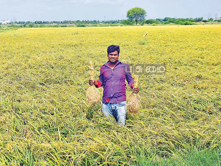 நெல் வயலில் சுசீந்தர்
