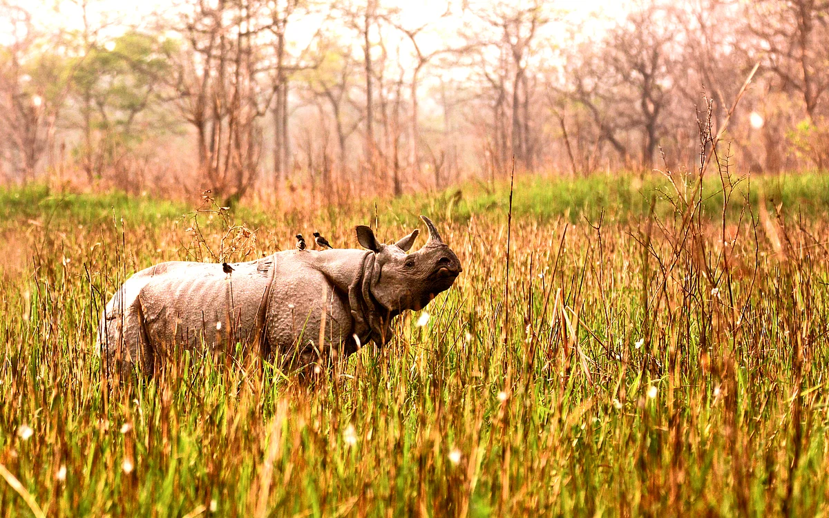 Assam