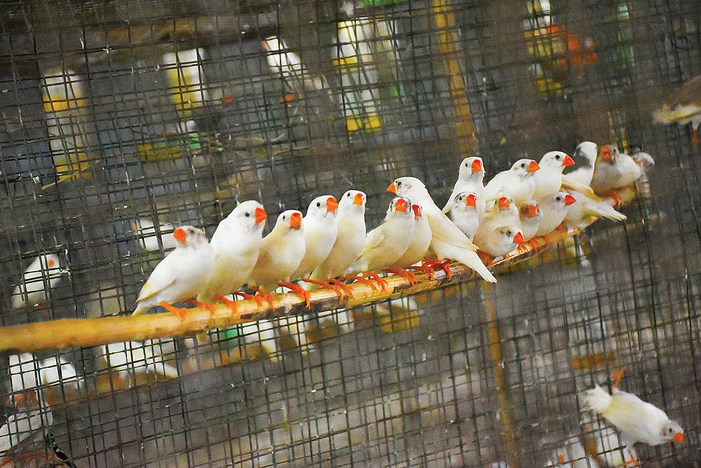 பின்ச்சஸ்
