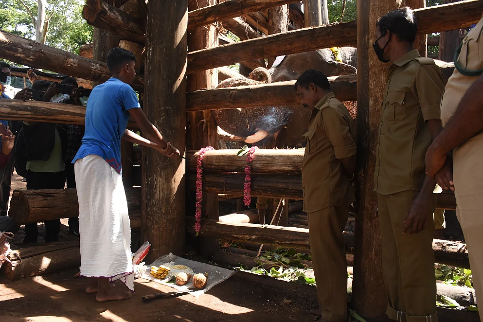 மயக்க ஊசி; தீவிர கண்காணிப்பு; ‘உடைந்த கொம்பன்’ சங்கர் மீட்கப்பட்ட பின்னணி! #VikatanPhotoStory