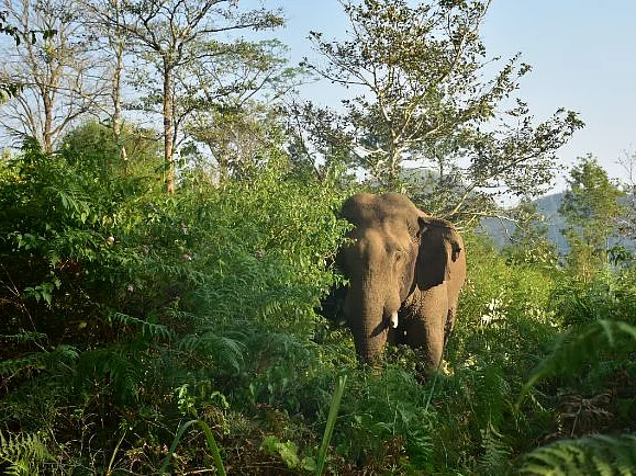 மயக்க ஊசி; தீவிர கண்காணிப்பு; ‘உடைந்த கொம்பன்’ சங்கர் மீட்கப்பட்ட பின்னணி! #VikatanPhotoStory