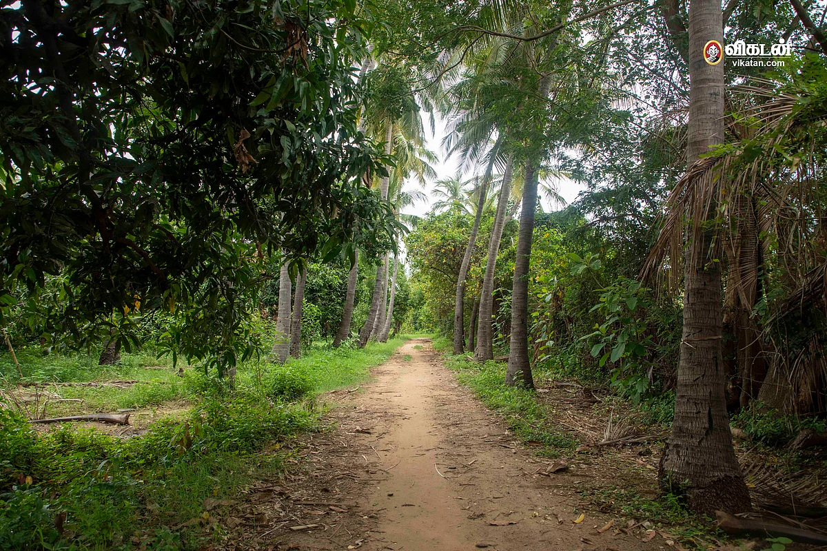 மாமரம், தென்னை தோட்டம்