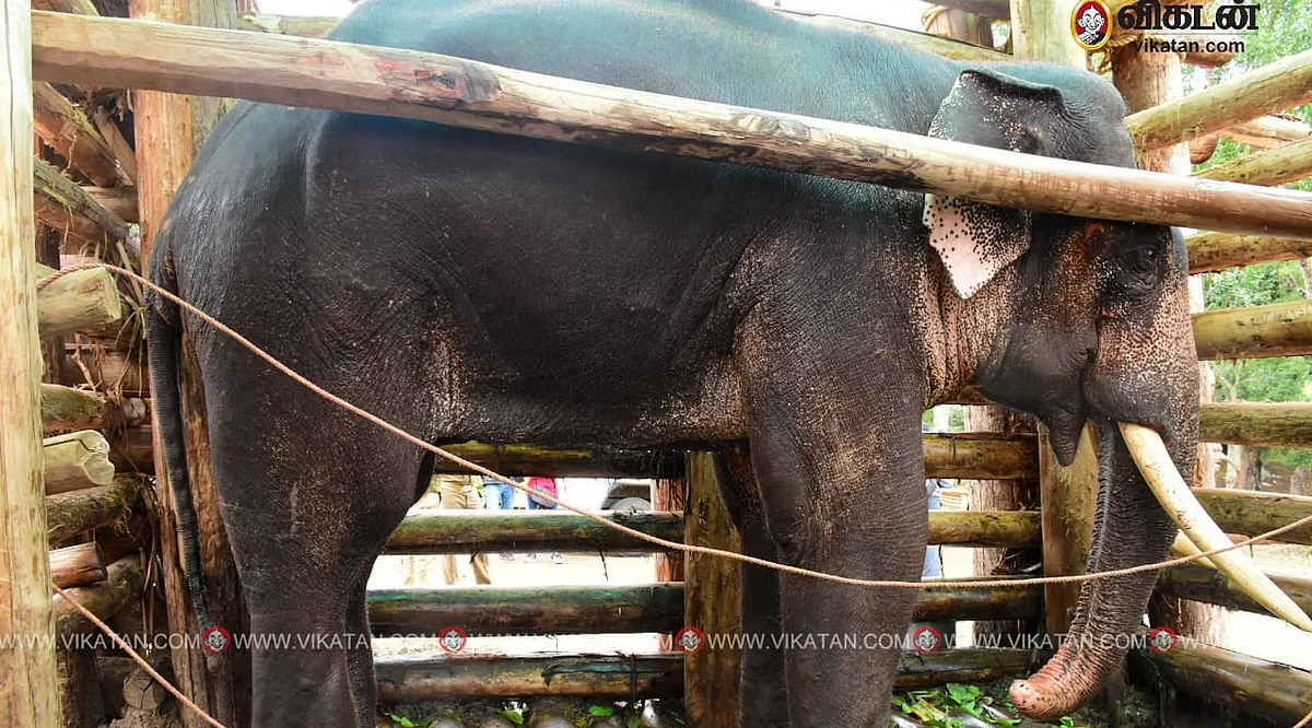 ரிவால்டோ யானை