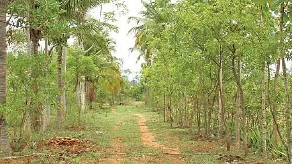 Agri Trees