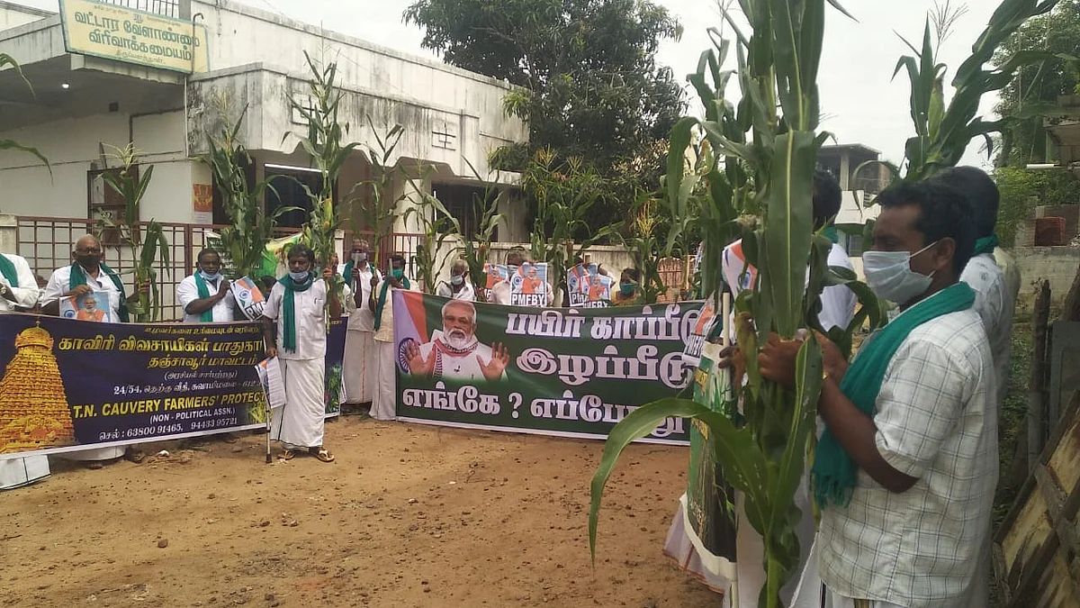 சோளப்பயிர்களுடன் போராட்டம்