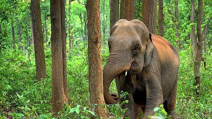 யானை