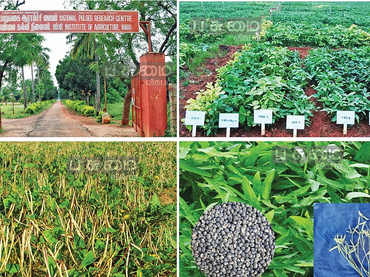 உளுந்து, தட்டைப்பயறு, பாசிப்பயறு, துவரை... பயறு வகைகளின் பிதாமகன்
வம்பன் ஆராய்ச்சி நிலையம்!