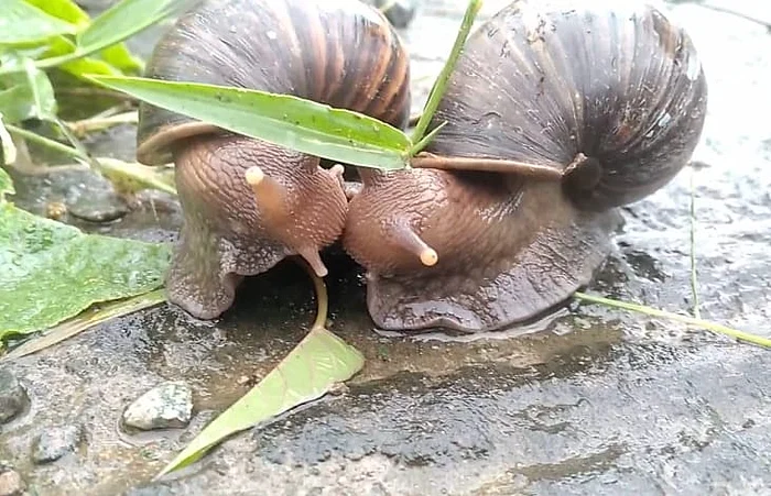 Invasive species