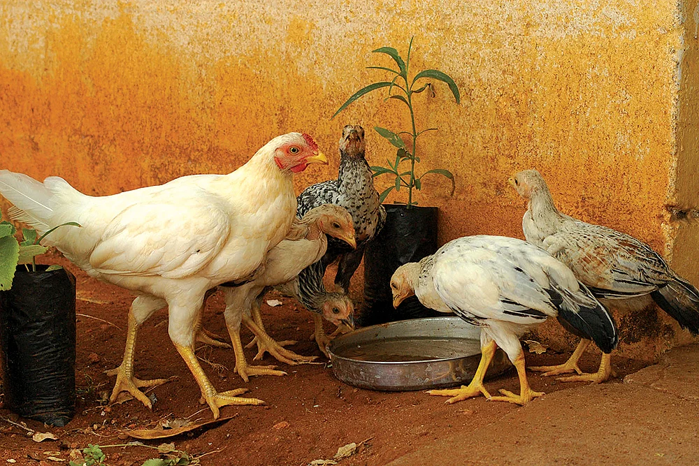 கோழி, ஆடு, மாடு, முயல்... வளமான வருமானம் தரும் கால்நடை வளர்ப்பு! - ஒரு முழுமையான வழிகாட்டி