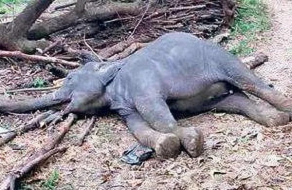 குட்டி யானை உயிரிழப்பு