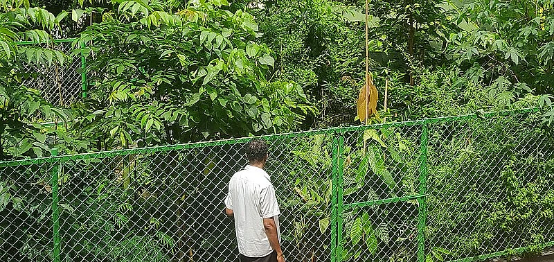 நடப்பட்டு 9 மாதங்களில் வளர்ந்துள்ள மியாவாகி காடு