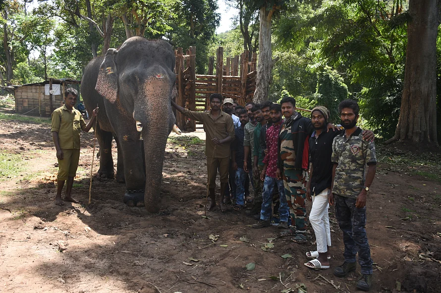 மயக்க ஊசி; தீவிர கண்காணிப்பு; ‘உடைந்த கொம்பன்’ சங்கர் மீட்கப்பட்ட பின்னணி! #VikatanPhotoStory