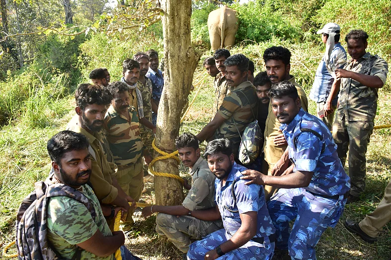 மயக்க ஊசி; தீவிர கண்காணிப்பு; ‘உடைந்த கொம்பன்’ சங்கர் மீட்கப்பட்ட பின்னணி! #VikatanPhotoStory