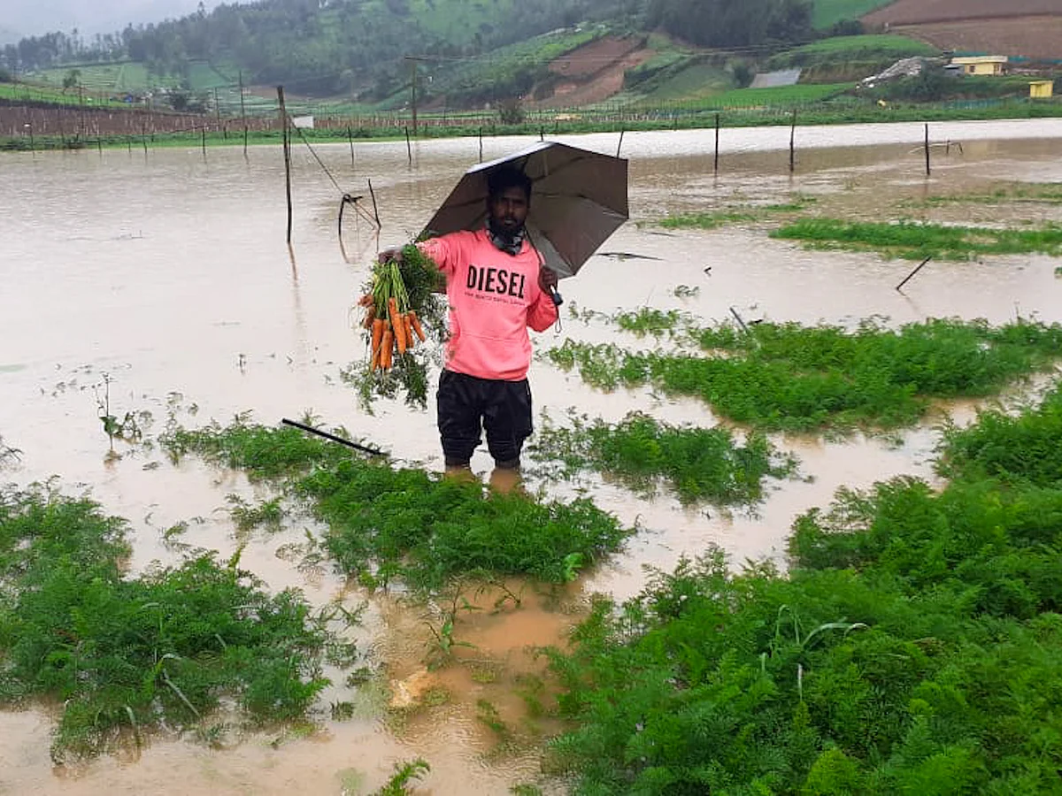 நீலகிரி: கொட்டித்தீர்க்கும் மழை; சாலையில் விழும் மரங்கள்! - வெள்ளக்காடாகும் விளைநிலங்கள்