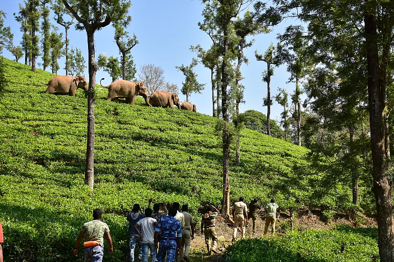 மயக்க ஊசி; தீவிர கண்காணிப்பு; ‘உடைந்த கொம்பன்’ சங்கர் மீட்கப்பட்ட பின்னணி! #VikatanPhotoStory