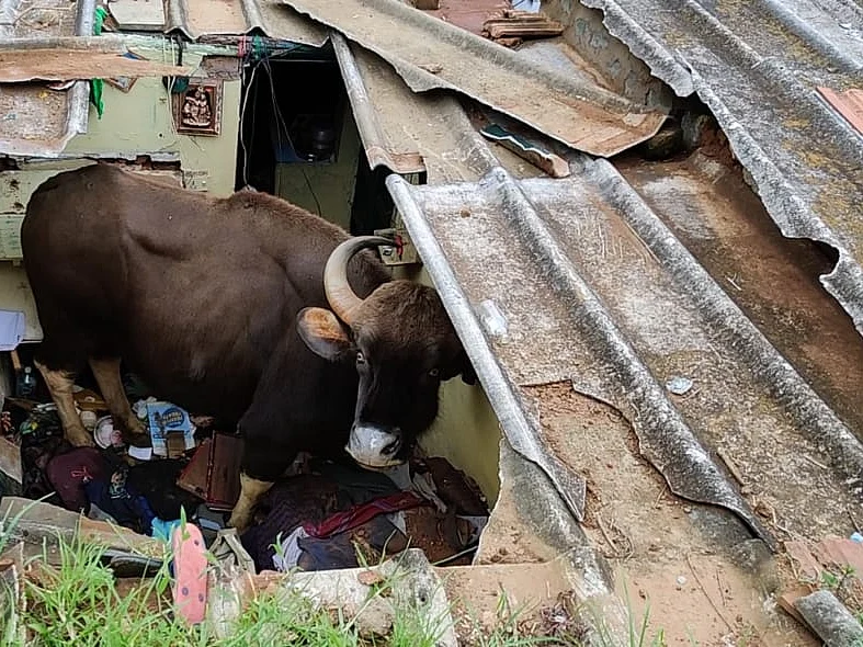 கூரையைப் பிய்த்துக்கொண்டு வீட்டுக்குள் விழுந்த காட்டு மாடு; கதவை உடைத்து மீட்ட வனத்துறையினர்!