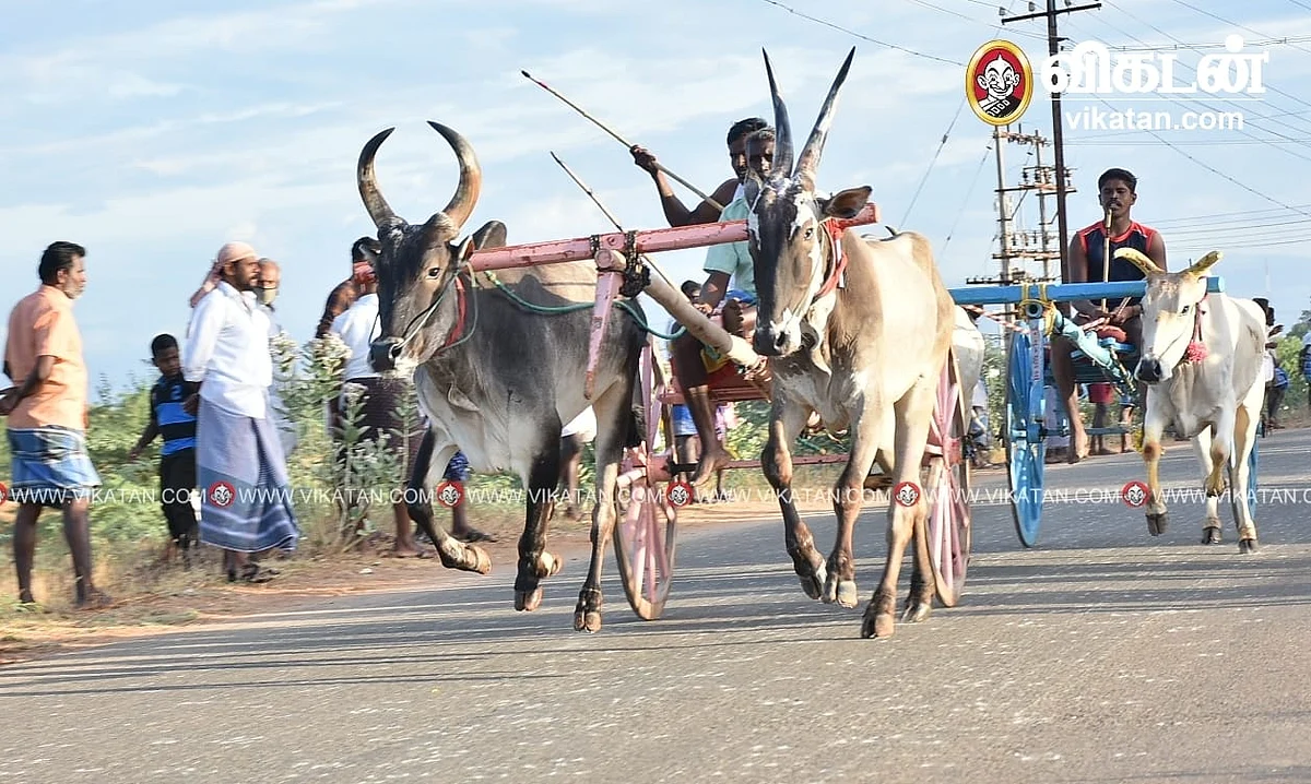 மாட்டுவண்டிப் பந்தயம்