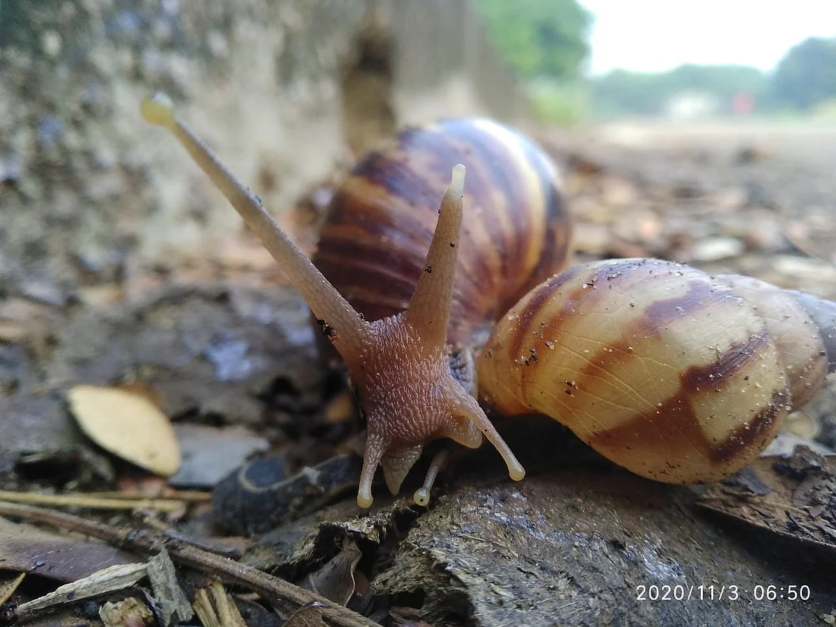 African Giant Snail