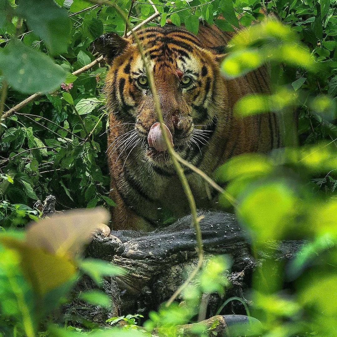 புத்தம் புது காலை : மலையில் ஒரு புலி இறந்தால், தஞ்சையில் பத்தாயிரம் ஏக்கர் நிலம் ஏன் தரிசாகிறது?