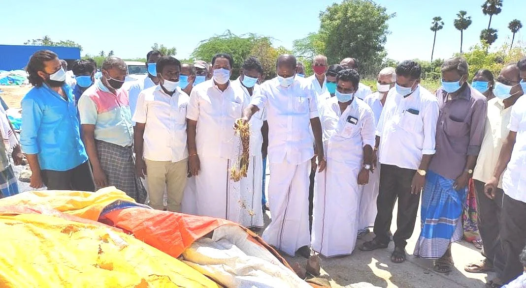 முளைத்து வீணான நெல் மணிகளைப் பார்வையிடும் எம்.எல்.ஏ ரவி