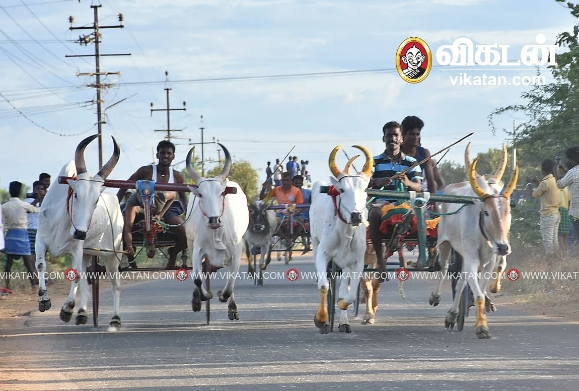 மாட்டுவண்டிப் பந்தயம்