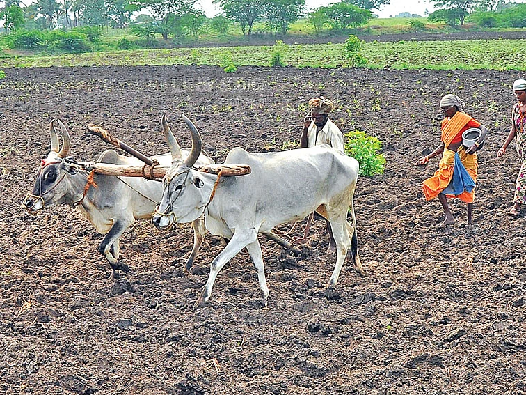 விதை உற்பத்தி செய்யலாம் வாங்க... மானியம் கொடுத்து அழைக்கும் விதைச் சான்றளிப்புத் துறை!