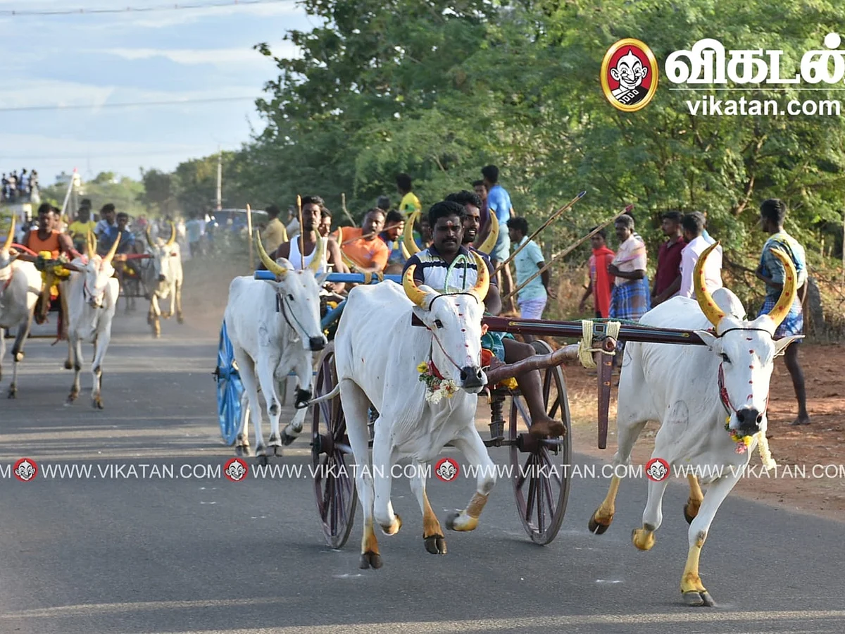 தூத்துக்குடி: 3 பிரிவுகள்; 110 மாட்டுவண்டிகள்! - பந்தயத்தில் சீறிப்பாய்ந்த காளைகள்