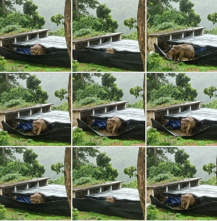 தாமாகவே வழித்தடைத்தை மீட்டுக்கொண்ட யானை