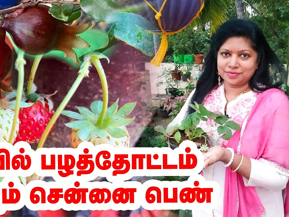 மாடியில் பழத்தோட்டம்... அசத்தும் சென்னை பெண்! | Terrace Fruit garden